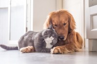 emozioni-cani-gatti-1024x683.jpg